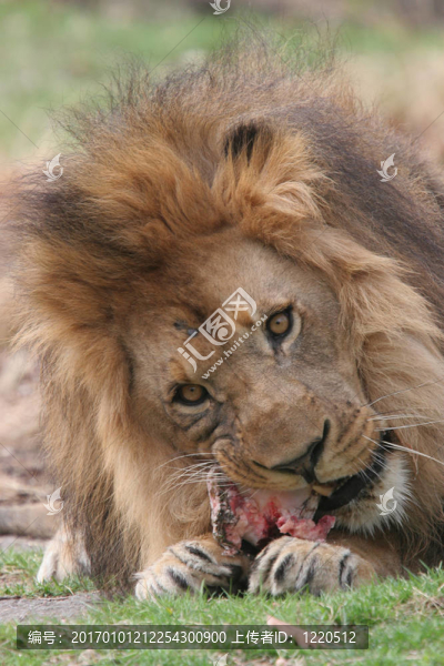 非洲獅