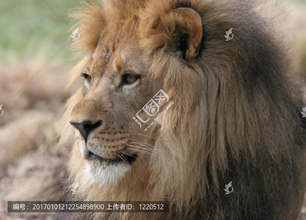 非洲獅