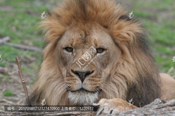 非洲獅