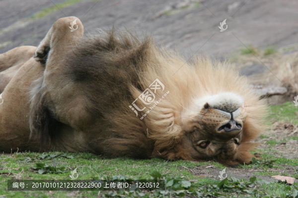 非洲獅