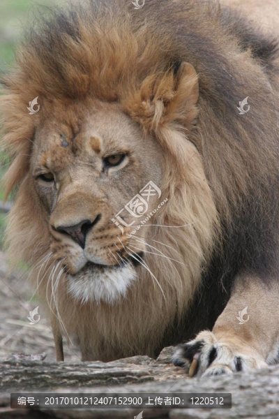 非洲獅