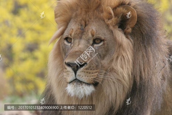 非洲獅