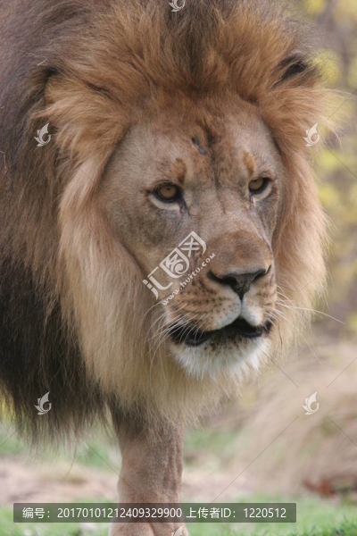 非洲獅