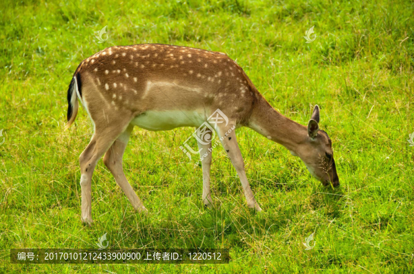 小鹿