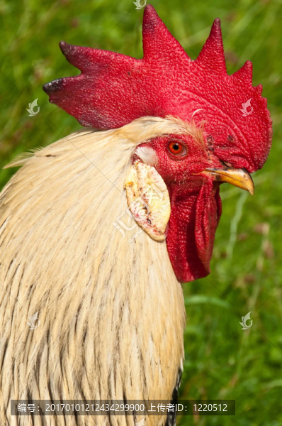 公雞頭-匯圖網(wǎng) www.fosd68.com 公雞頭