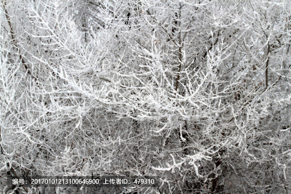 霧凇,冬天,雪景,玉樹瓊枝,冰