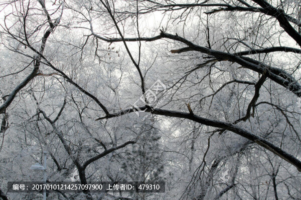 霧凇,冬天,雪景