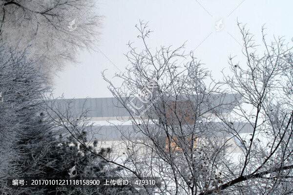 霧凇,冬天,雪景,玉樹瓊枝,冰
