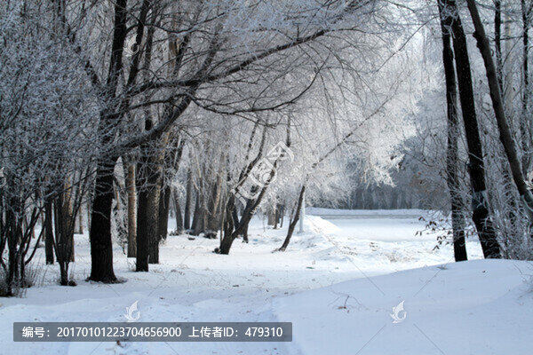 霧凇,冬天,雪景