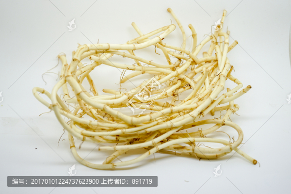 魚腥草素材,魚腥草特寫