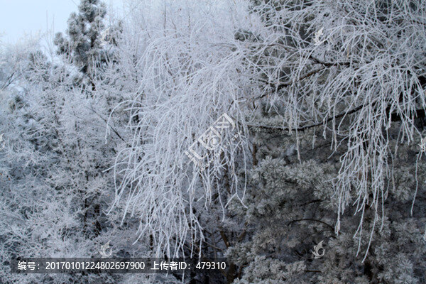 霧凇,冬天,雪景,玉樹瓊枝,冰