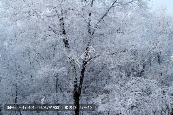 霧凇,冬天,雪景,玉樹瓊枝