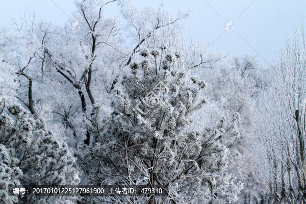 霧凇,冬天,雪景,玉樹瓊枝