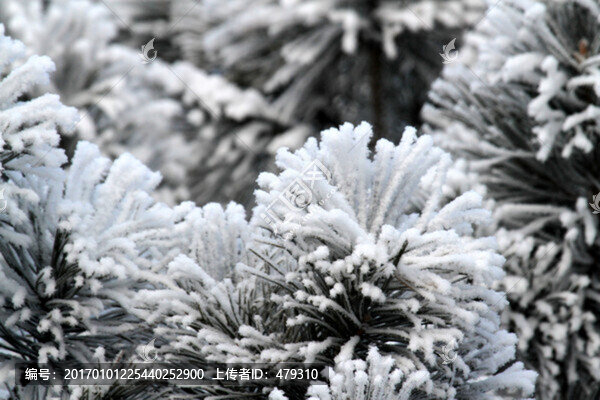 霧凇,冬天,雪景