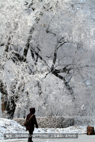 霧凇,冬天,雪景