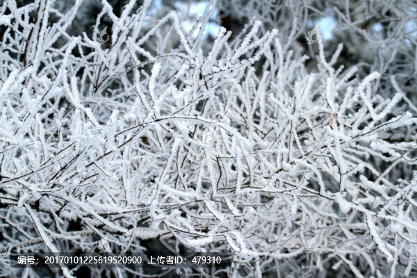 霧凇,冬天,雪景,玉樹瓊枝,冰