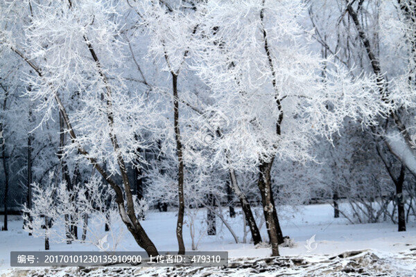 霧凇,冬天,雪景