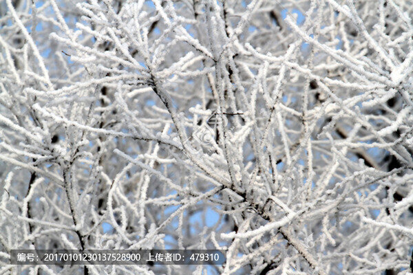 霧凇,冬天,雪景,玉樹瓊枝