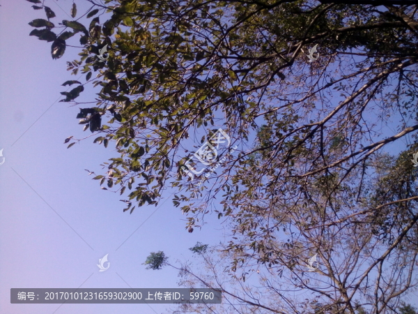 天空樹影