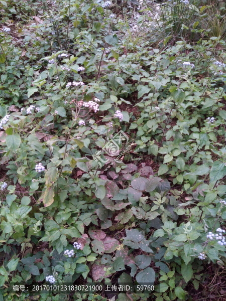 野花野草