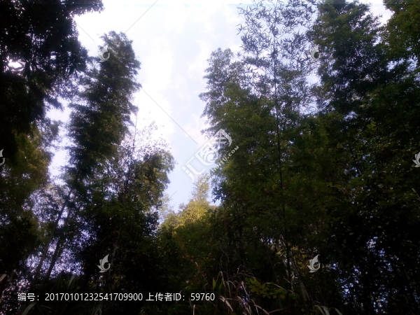 竹林清幽
