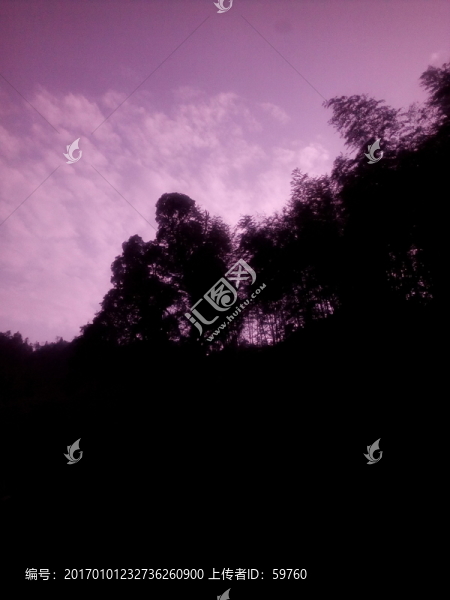 天空樹(shù)影