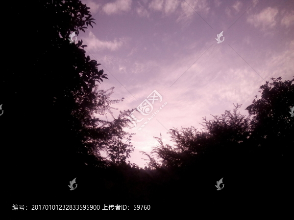 樹影天空