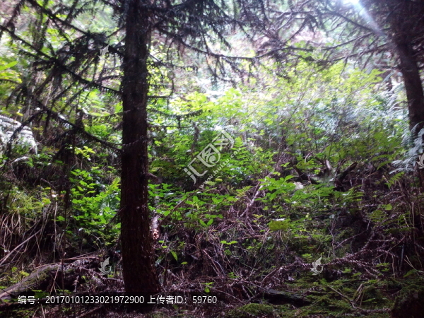山間雜草