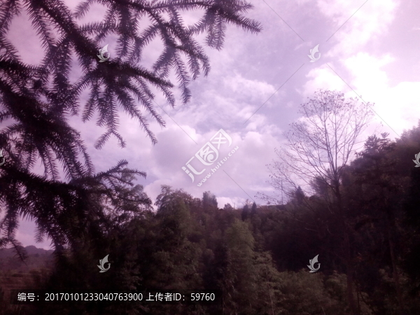 天空樹(shù)影