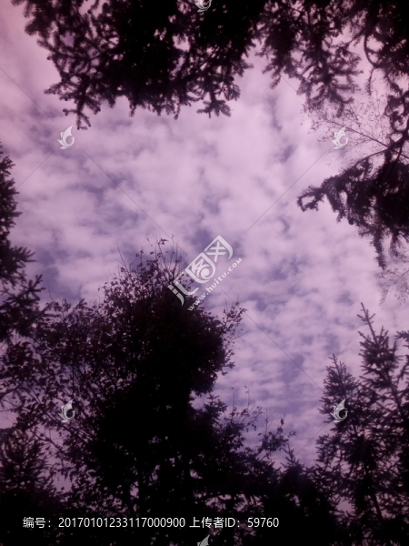 天空樹影