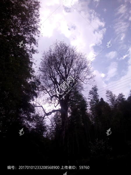 天空樹(shù)影-匯圖網(wǎng) www.fosd68.com 天空樹(shù)影