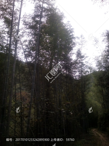 竹林清幽