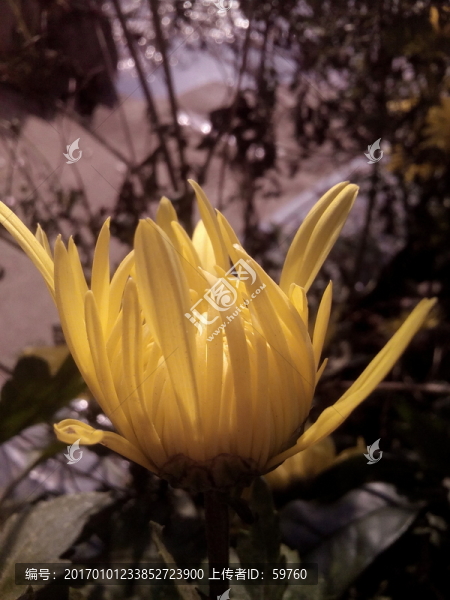 待放的菊花
