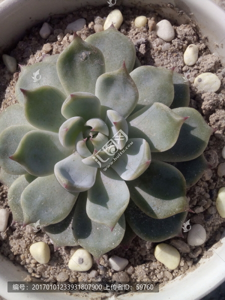 盆栽植物