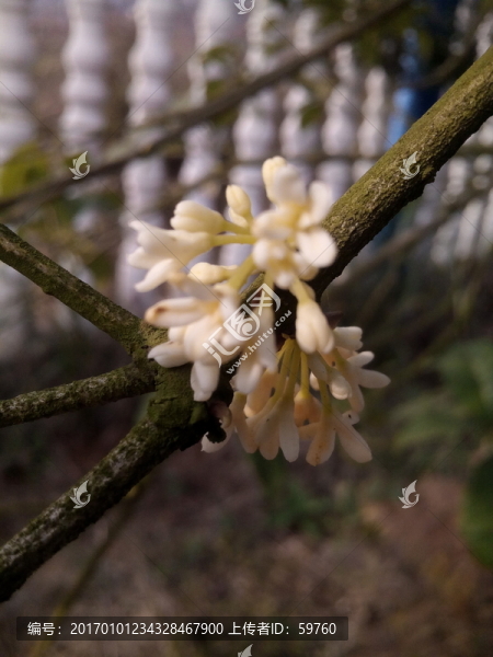 桂花