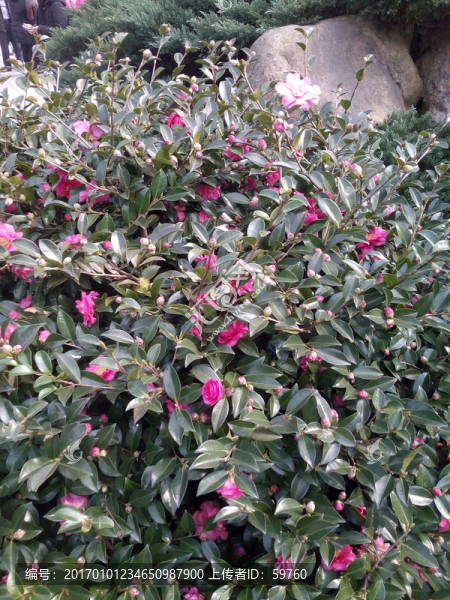 山茶花