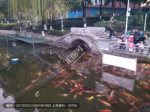 湖中魚兒