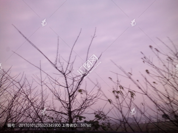 樹枝天空