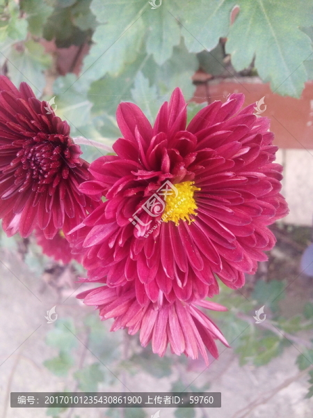 菊花