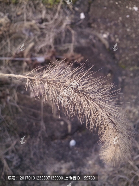 狗尾草