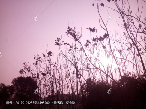 樹(shù)枝天空