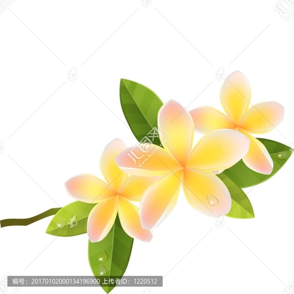 frangiapani粉色花，孤立在白色背景