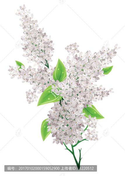 一束紫丁香花