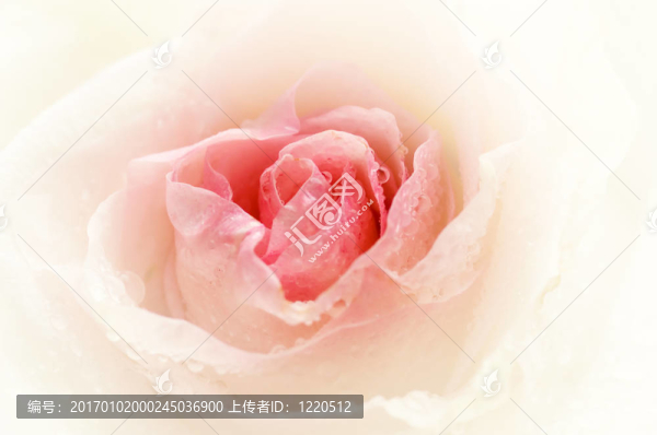 玫瑰花瓣與花瓣上水珠的特寫鏡頭