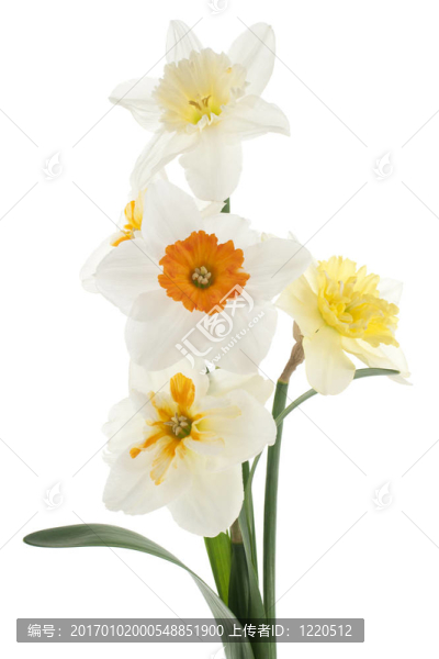 水仙花
