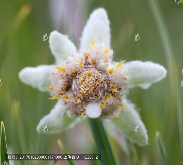雪絨花花的特寫