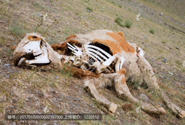 沙漠中的死亡