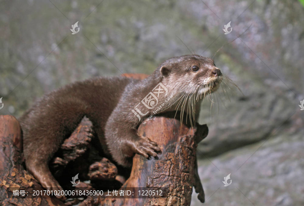河獺