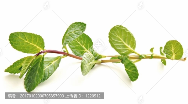 薄荷葉