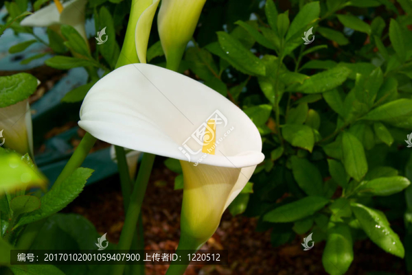開花背景的非洲大花